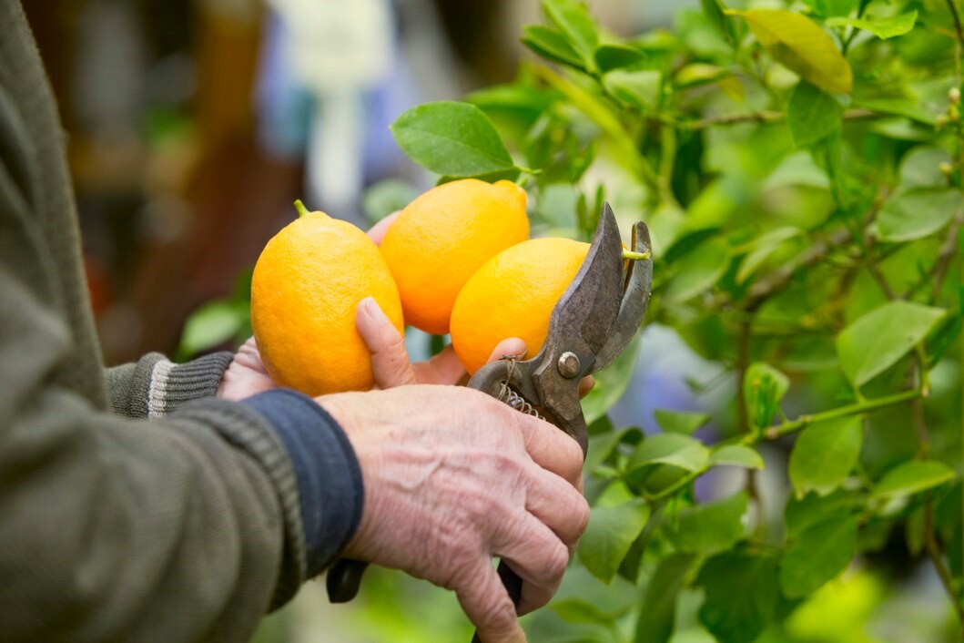 How to grow a lemon tree from a seed?