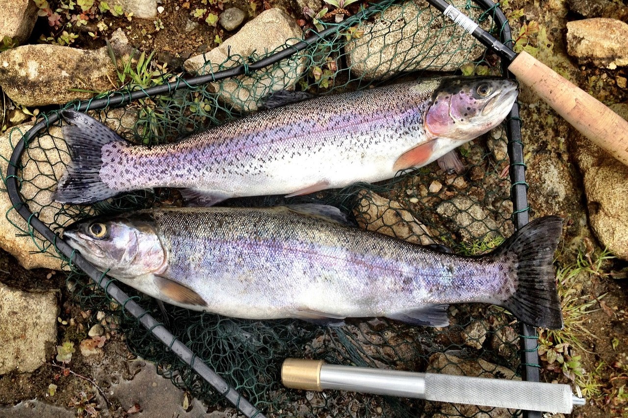 trout fishing season morocco 2025-2026