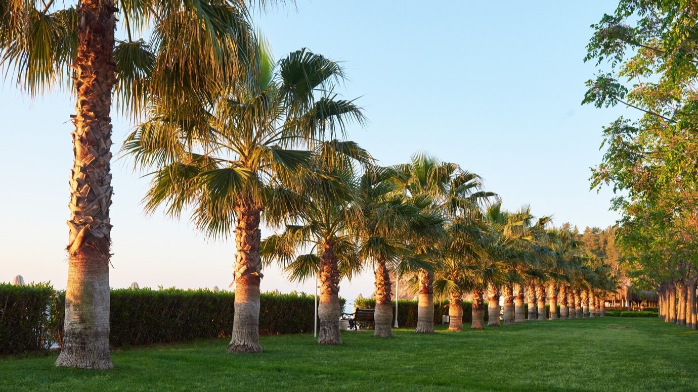 parque das palmeiras verdes rabat marrocos