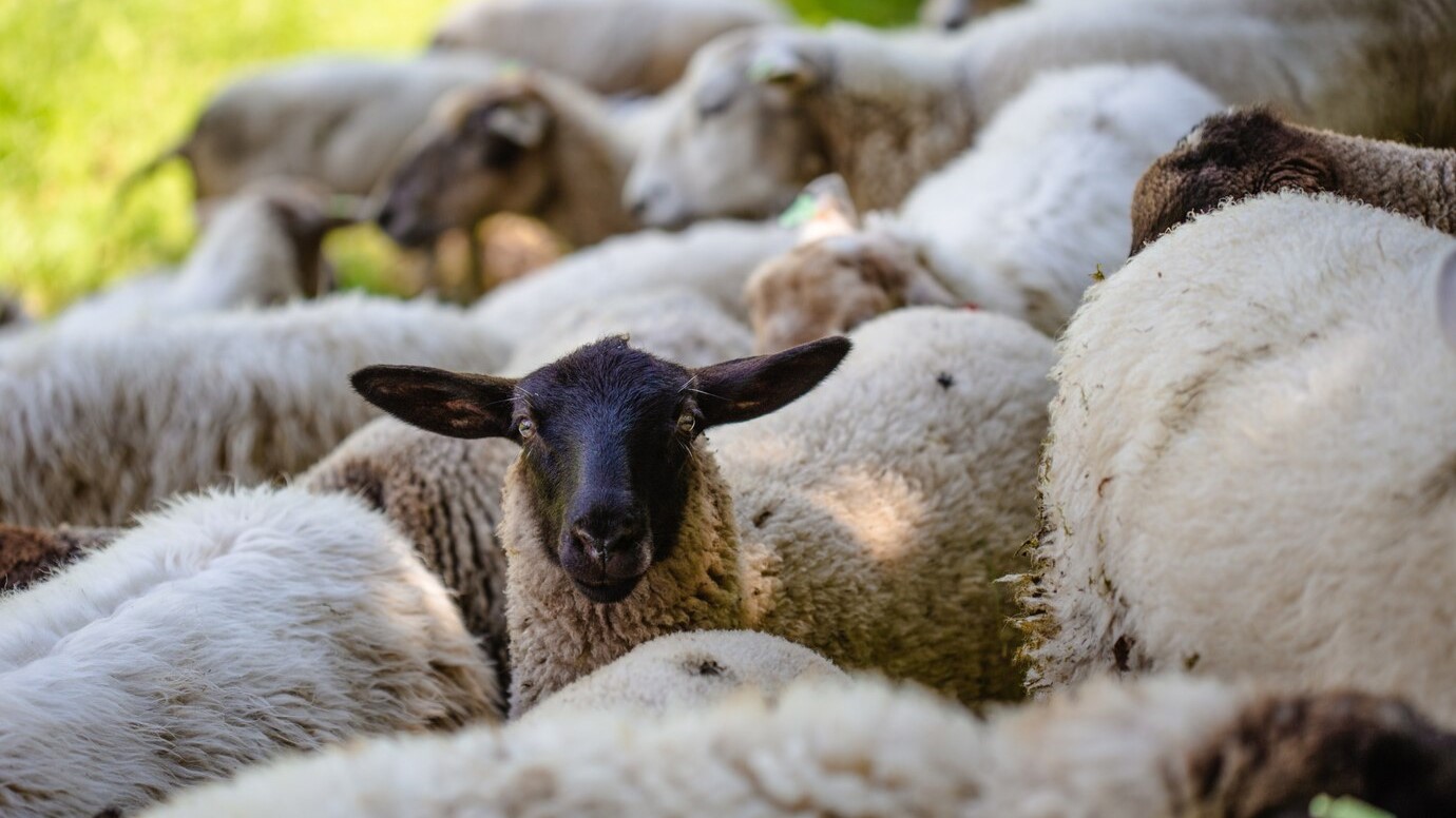 herd-sheep-grazing-grass-covered-field-captured-sunny-day