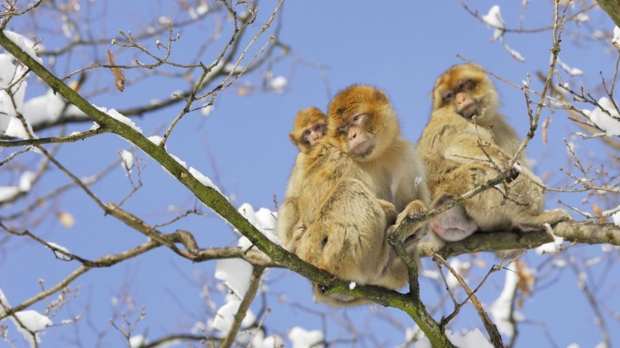 Macaco-de-gibraltar ameaçado observado a partir de árvore em floresta de cedros nas Montanhas do Atlas Médio, representando uma espécie rara de vida selvagem do Atlas que não se encontra em mais lado nenhum do mundo